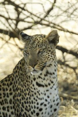 We followed this leopard for hours while it stalked an impala herd