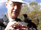 Regent Bowerbird waiting for a handout