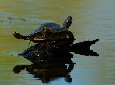 Basking Turtle.jpg