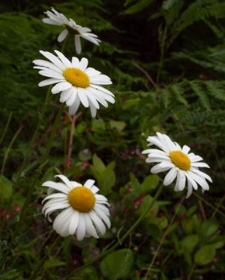 Daisies.jpg