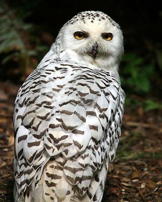 Snowy-Owl-F-sharpened.jpg