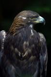 Golden-Eagle.jpg