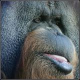Distant Relatives...