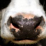 The Nose Knows