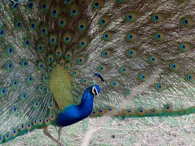 Peacock