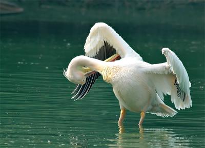 Pelican