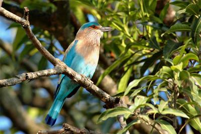 u25/dineshagg/medium/40678215.IndianRoller.jpg