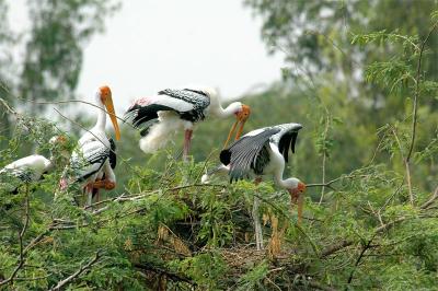 Painted Storks Nesting
