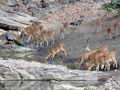 Deers at Ranthambore