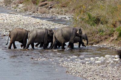 Elephants-crossing-Ramganga