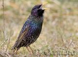 Common Starling (Sturnus vulgaris)