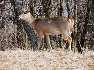 deer
