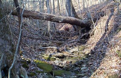 Biscuit in the creekbed