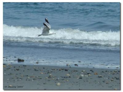 Sea Gull