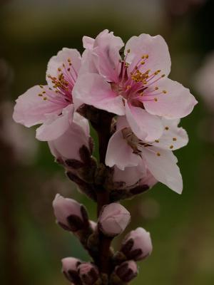 Peach blossoms 03.jpg