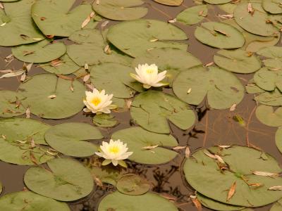 u25/duncanc/medium/15339269.Lilypads0516.jpg