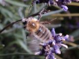Bee flying, wings blurred 0212 (V34)