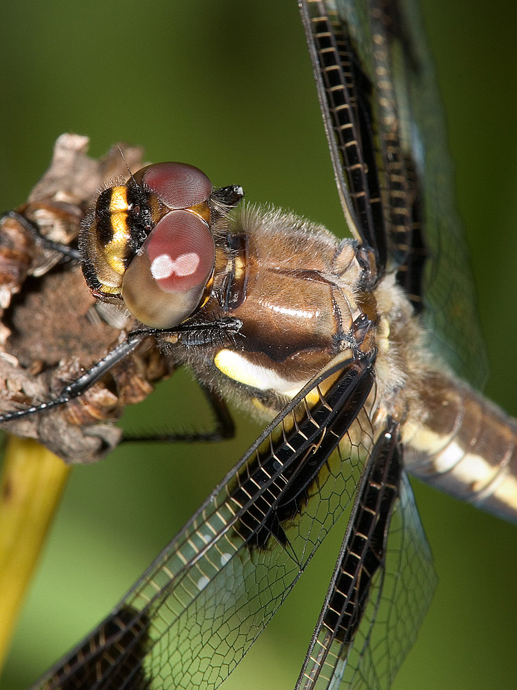 Dragonfly  2080 (V39)