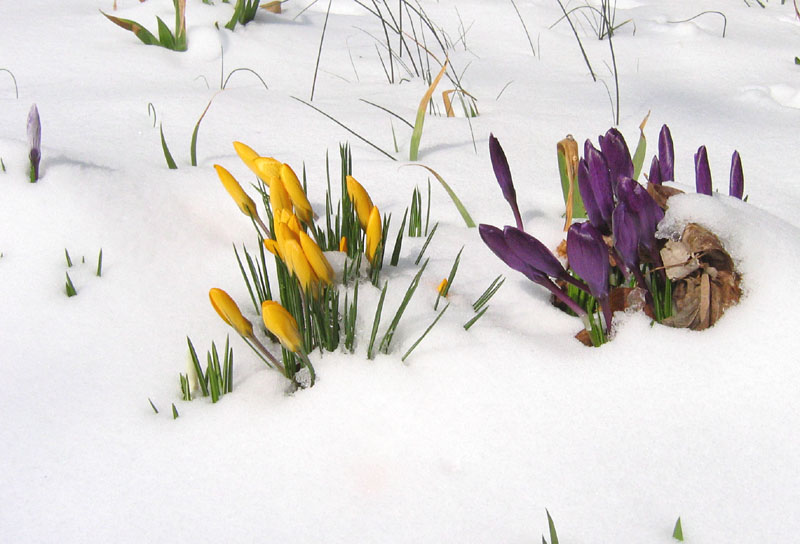 Early Crocuses - Spring 2004