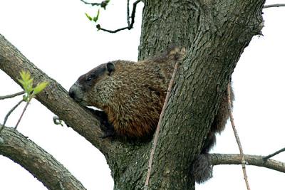 u25/ebishop/medium/16757654.woodchuck.jpg