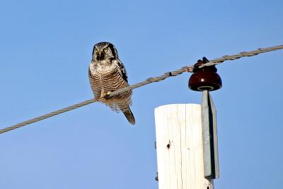 Northern Hawk Owl