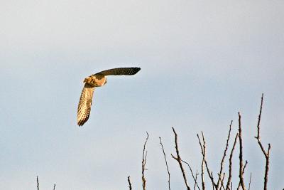 Northern Hawk Owl