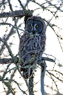 Great Gray Owl