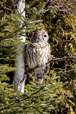 Barred Owl