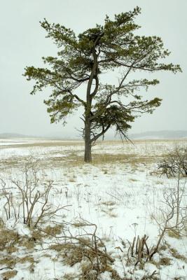 3/11/05 - Spring (NOT!)