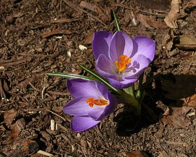 First Flower of Spring Redone.jpg