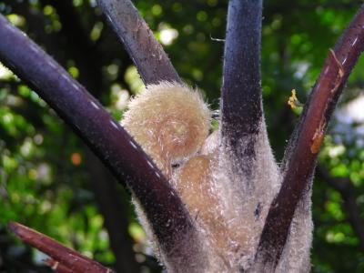 New branch