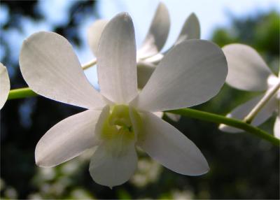 Orchid