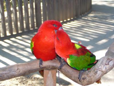 Parrot