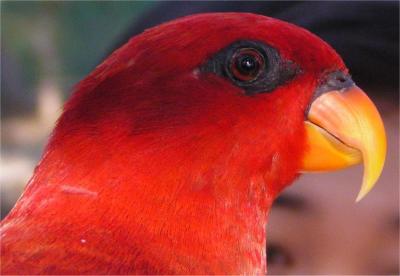 Parrot2