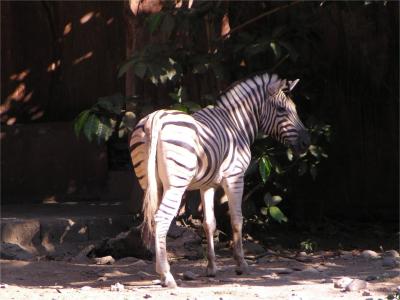Zebra