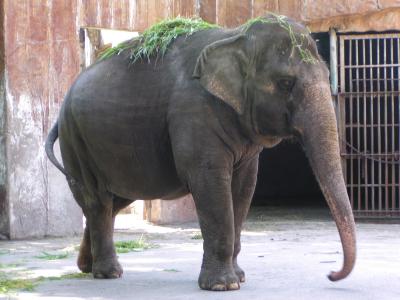 Elephant.