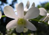 Orchid