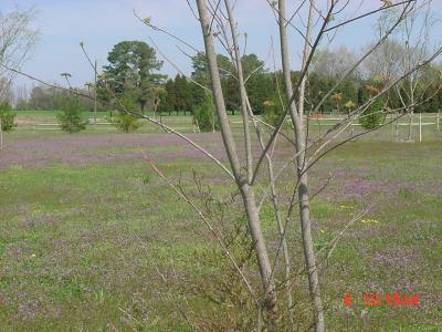 The front lawn (just bought a 25 or 27 hp lawn tractor to replace the goats you saw earlier)