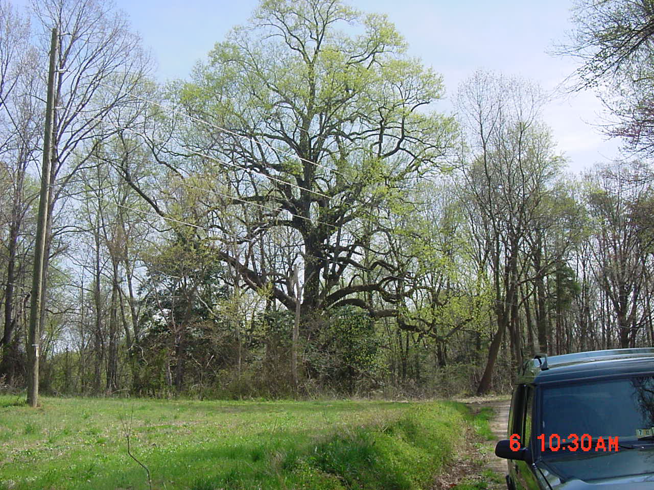 The 100+ (maybe even 200+) year old Tulip Tree