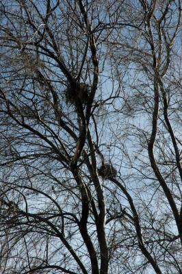 Pair of Nests