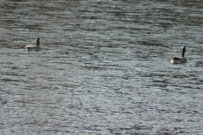 Pair of Waterfowl