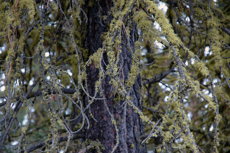 Tree with Green Trimmings