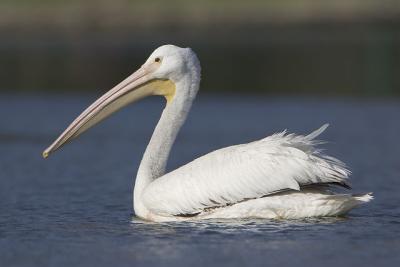 pelicans