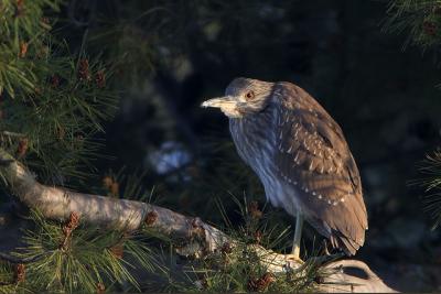 Night Heron