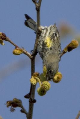 Yellow-rumped Warbler