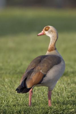 Egyptian Goose