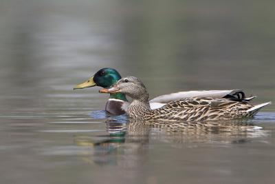 A pair of Mallards