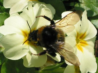 Bumble Bee on White Primula