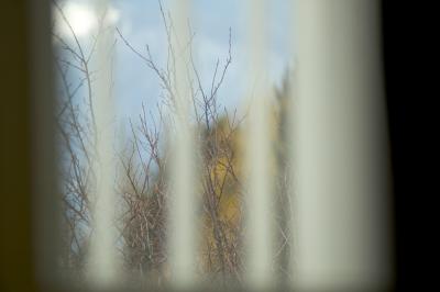 dream of spring.jpg