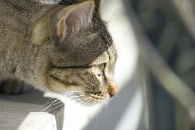 Beutel gazing in the sun.jpg